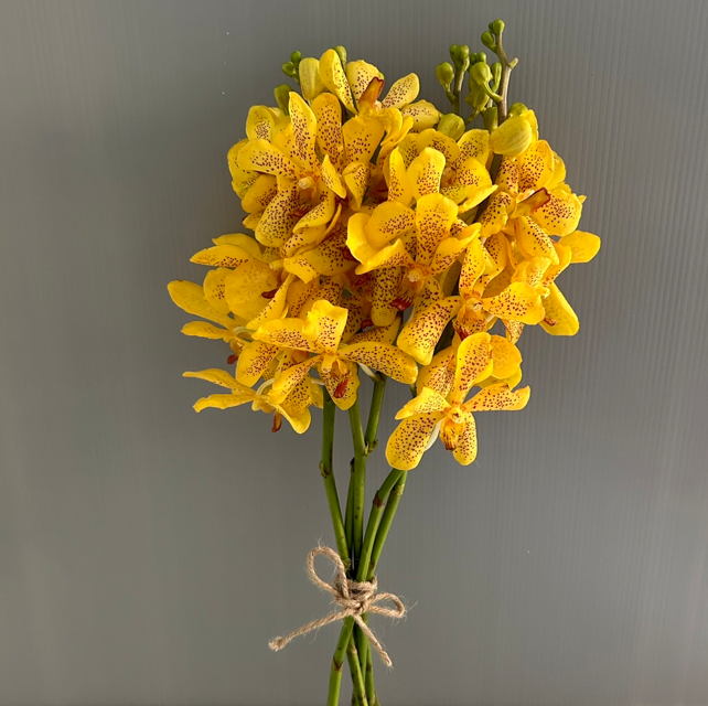 Yellow Spot image